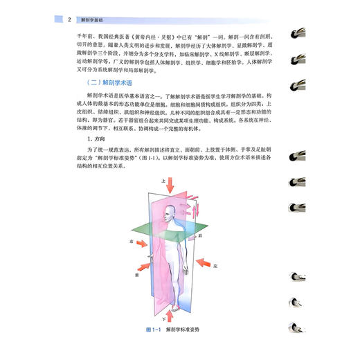 解剖学基础 索南永措 主编 本教材聚焦人体结构与临床关联，以“认识人体结构、服务健康照护”为核心  北京大学医学出版社 商品图4