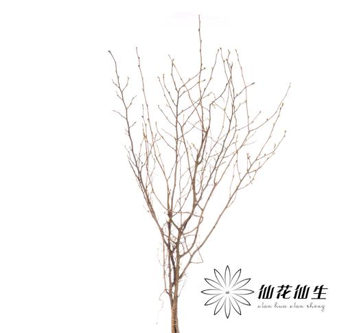 配花 | 耳坠花 商品图2