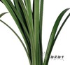 叶材 | 东亚兰叶 商品缩略图3