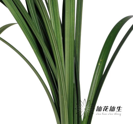 叶材 | 东亚兰叶 商品图3