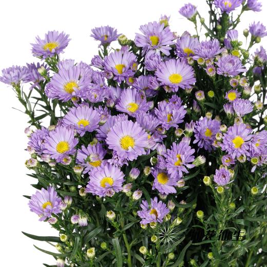 配花 | 紫鸢 商品图3