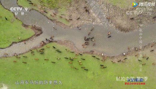 暑假|首发减￥1000！至尊丝路8天7晚亲子营，超奢版青海+敦煌游学！99%不去的小众私藏，霍去病始创的军马场、马蹄寺…天马群饮水、张掖挖丹霞、大漠养骆驼等稀缺体验！25人精致团，动车缩千里！美奢酒店 商品图1