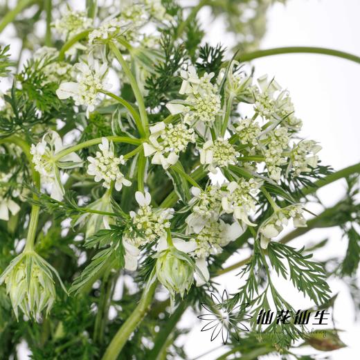 配花 | 白飞香 商品图4