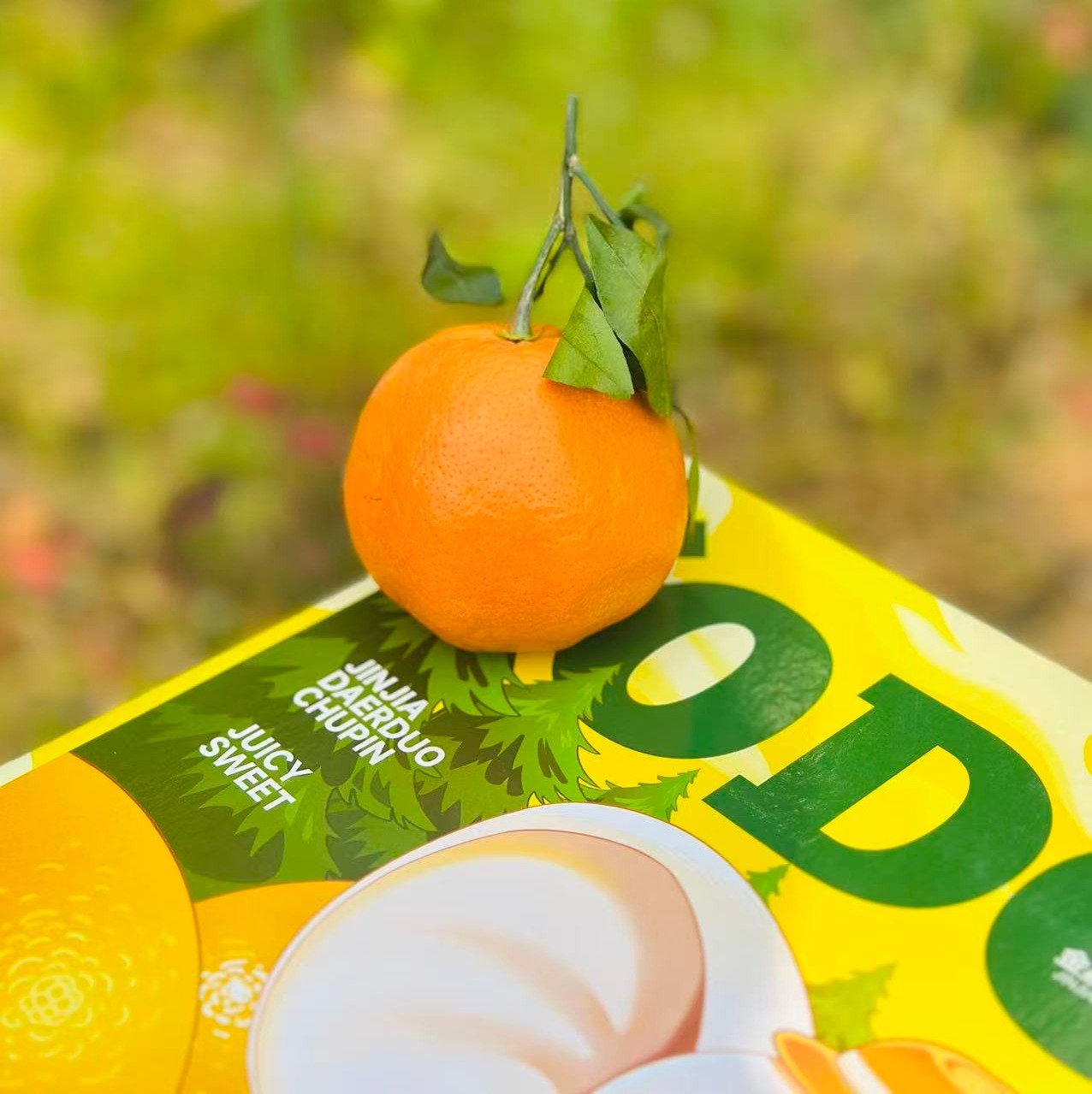 明日见柑橘| 果皮薄，果肉软嫩💦汁水足，好吃不上火抓住柑橘🍊的小尾巴，再不吃就结束了，这款绝对吃了上瘾~