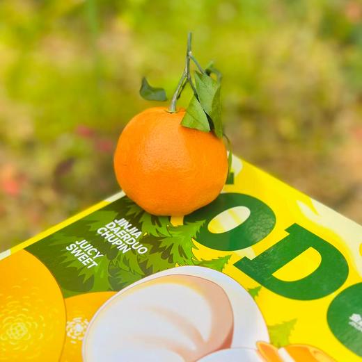 明日见柑橘| 果皮薄，果肉软嫩💦汁水足，好吃不上火抓住柑橘🍊的小尾巴，再不吃就结束了，这款绝对吃了上瘾~ 商品图0