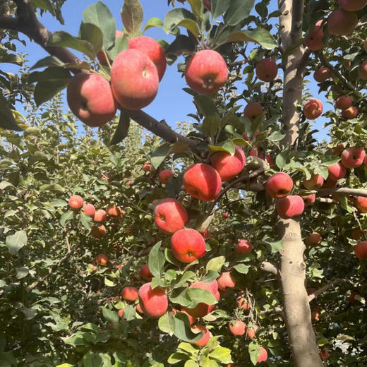 [最农公社]顺丰主推|云南樱桃小苹果3斤5斤9斤脆甜好吃 商品图7