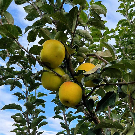 云南高原瑞雪苹果3斤小礼盒 有果斑但脆甜好吃 商品图3