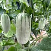 脆甜羊角蜜瓜  3.5斤 商品缩略图6