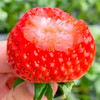 【48小时发货，产品成熟度高】基地直发 | 生态黑珍珠草莓 | 北京（买黑珍珠草莓送宝珠草莓） 商品缩略图6