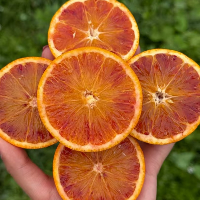 塔罗科血橙#酸甜可口 果实饱满 肉嫩多汁 现摘现发花青素满满