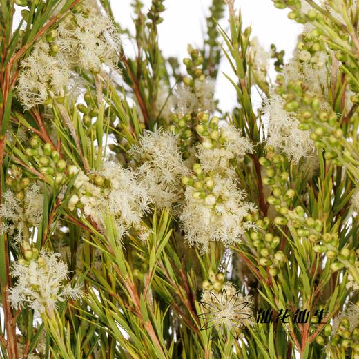 配花 | 雪绒花 商品图2