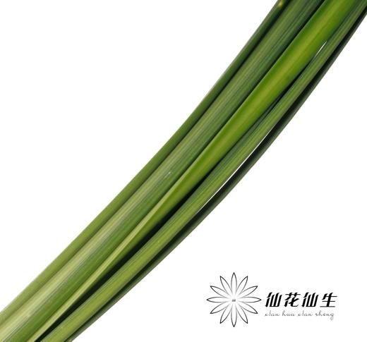 叶材 | 东亚兰叶 商品图1