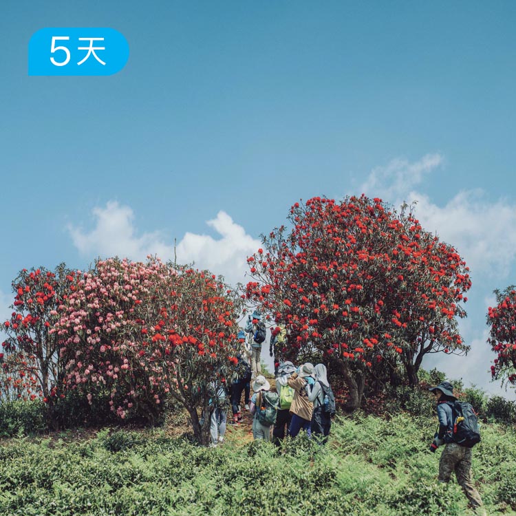 第四届｜贵州百里杜鹃花季徒步节 5日