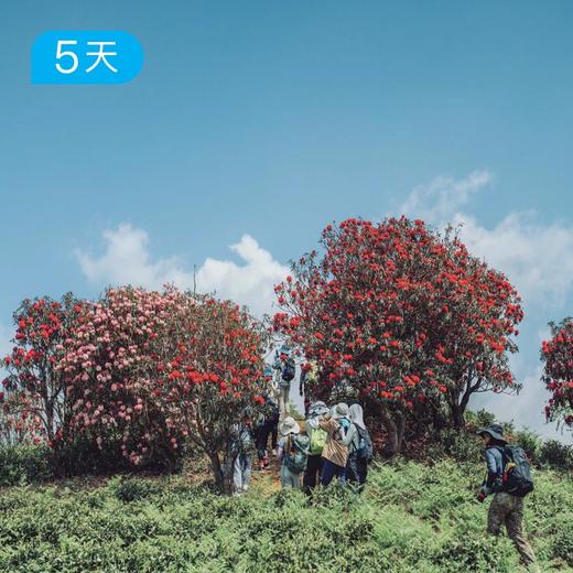 第四届｜贵州百里杜鹃花季徒步节 5日 商品图0
