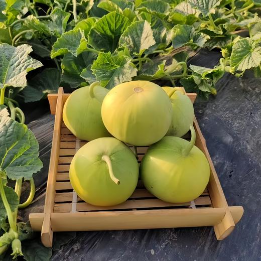 蜜宝小甜瓜 3.5斤 商品图0