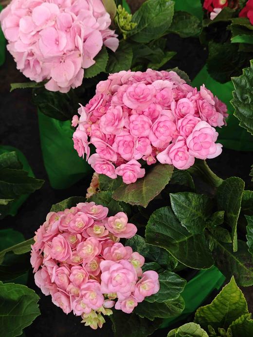 【绣球花开正当时.颜色品种随机】1盆/份 2-3个花苞，花期超长（圆通发货） 商品图5