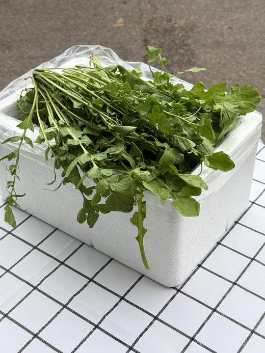 春季鲜荠菜 商品图7