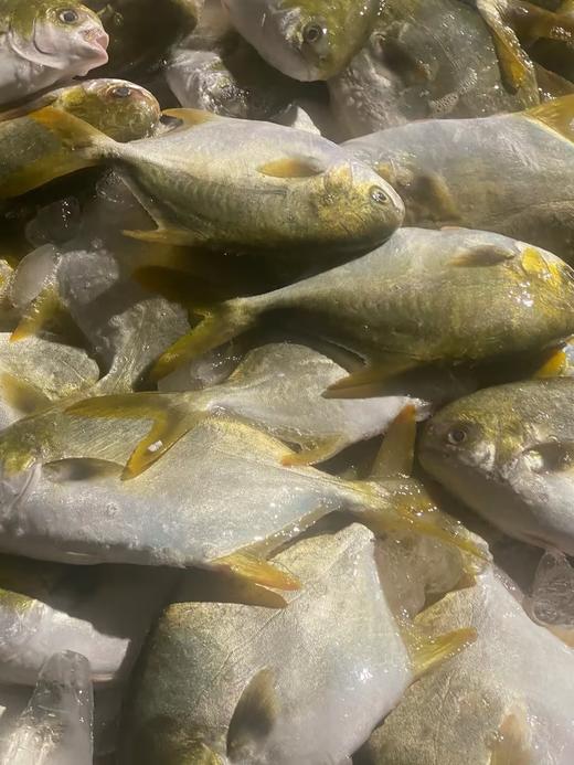 L''今日推荐【海捕大金鲳鱼】招牌家常吃鱼推荐，手慢🈚，新鲜活冻 商品图3