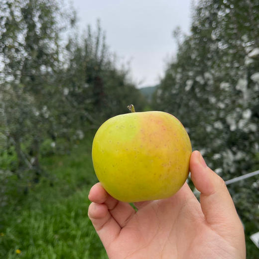 云南高原瑞雪苹果3斤小礼盒 有果斑但脆甜好吃 商品图2