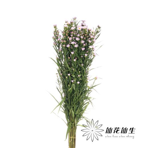 配花 | 紫鸢粉 商品图1