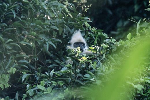 首发优惠立-￥1000！限前20人！五一崇左+钦州5天4晚亲子游 | 横跨中越边境瀑布，丁达尔雨林徒步，追中华白海豚、沙滩赶海、观摩岩画，寻珍稀叶猴获证书！全5钻住宿，配亲⼦领队、游学老师、跟拍摄影师 商品图4