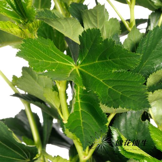 叶材 | 日本绿枫叶 商品图0