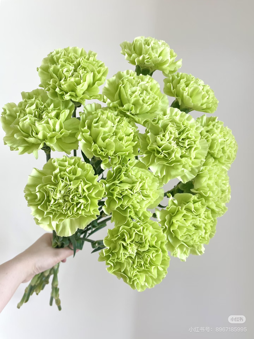 【2026.4.3】特价：1扎20枝A级绿色康乃馨25.9（现货 下单即可到店自提）