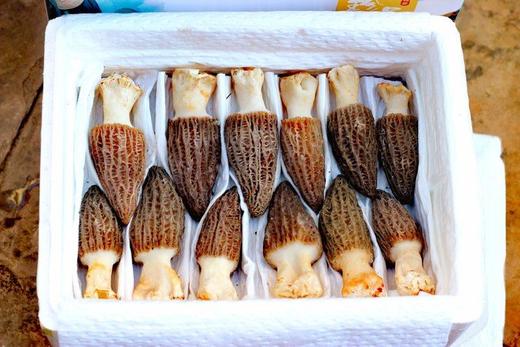 【顺丰空运】2026春日采集，云南高山新鲜野生羊肚菌 精品羊肚菌基地直邮 商品图1