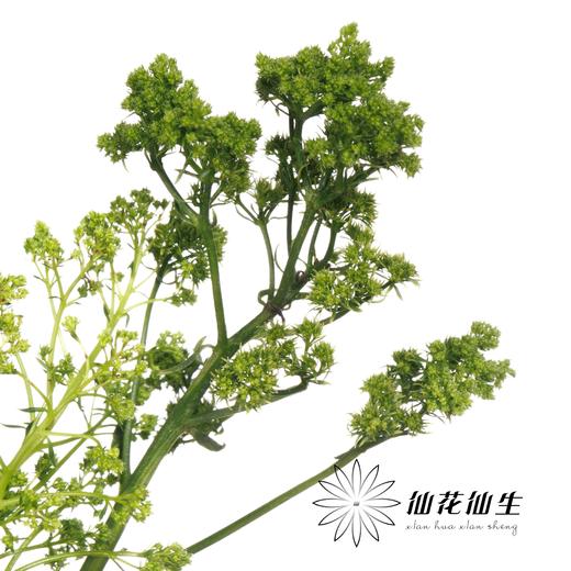 配花 | 夕雾绿色 商品图2