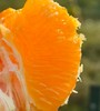 明日见柑橘| 果皮薄，果肉软嫩💦汁水足，好吃不上火抓住柑橘🍊的小尾巴，再不吃就结束了，这款绝对吃了上瘾~ 商品缩略图2