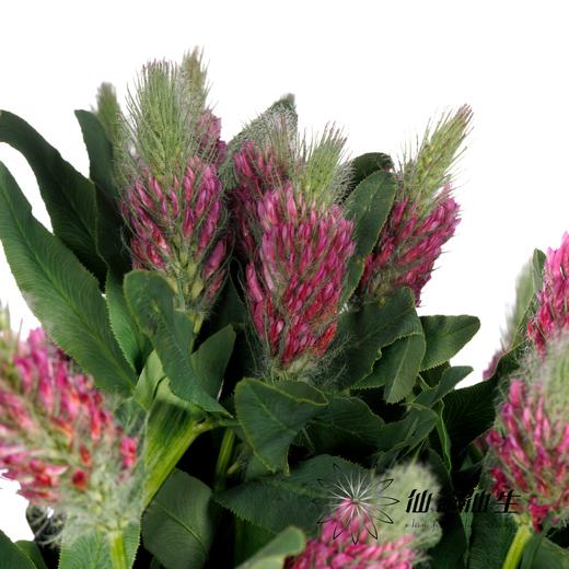 配花 | 狐尾兰粉 商品图2