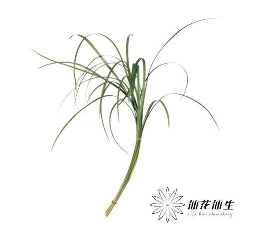 叶材 | 东亚兰叶 商品图2