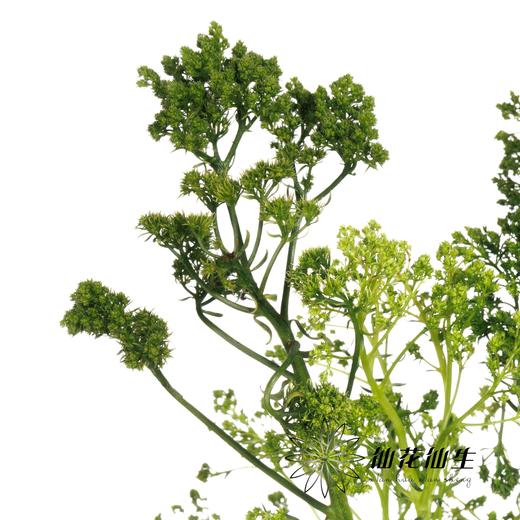 配花 | 夕雾绿色 商品图3