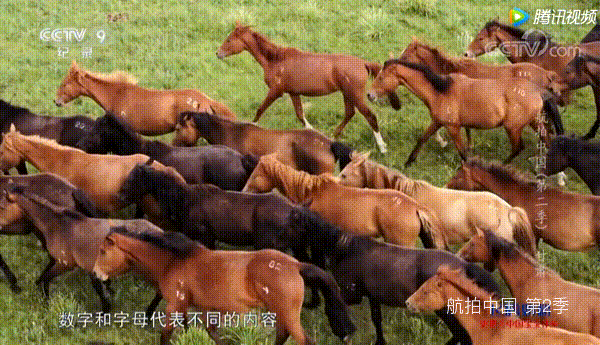 暑假|首发减￥1000！至尊丝路8天7晚亲子营，超奢版青海+敦煌游学！99%不去的小众私藏，霍去病始创的军马场、马蹄寺…天马群饮水、张掖挖丹霞、大漠养骆驼等稀缺体验！25人精致团，动车缩千里！美奢酒店