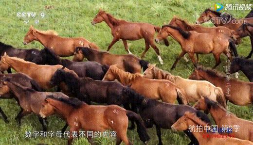 暑假|首发减￥1000！至尊丝路8天7晚亲子营，超奢版青海+敦煌游学！99%不去的小众私藏，霍去病始创的军马场、马蹄寺…天马群饮水、张掖挖丹霞、大漠养骆驼等稀缺体验！25人精致团，动车缩千里！美奢酒店 商品图0