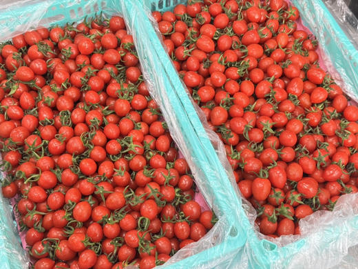 红宝石玲珑小番茄（散称49.8/2斤称重补差 多退少补） 商品图1