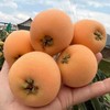 有机高山枇杷 商品缩略图3