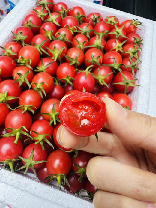 超好吃小红帽千禧小番茄 商品图12