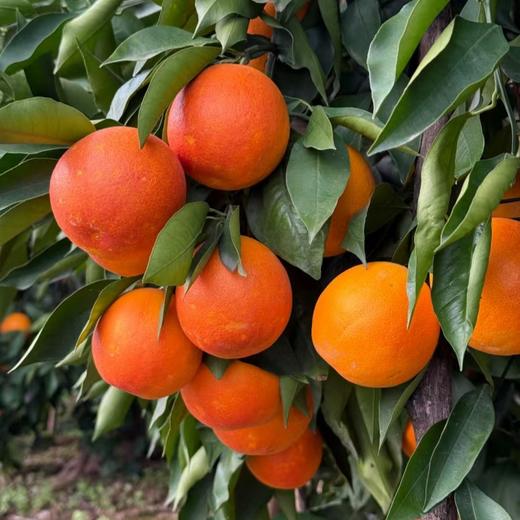 塔罗科血橙#酸甜可口 果实饱满 肉嫩多汁 现摘现发花青素满满 商品图3