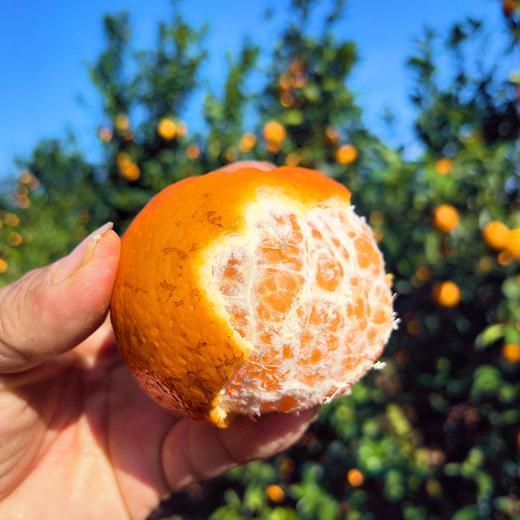 特惠活动『武鸣沃柑丑果8斤』现摘现发，香甜水润，颗粒饱满，表皮多花斑 商品图2