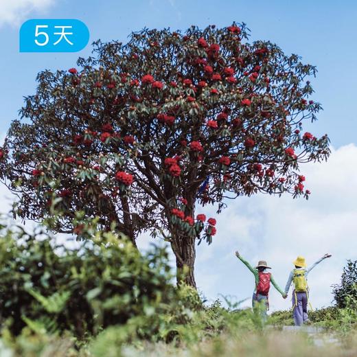 第四届｜贵州百里杜鹃花季徒步节 5日 商品图1