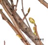 配花 | 耳坠花 商品缩略图3