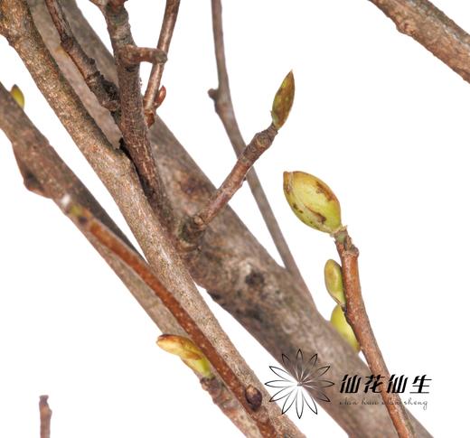 配花 | 耳坠花 商品图3