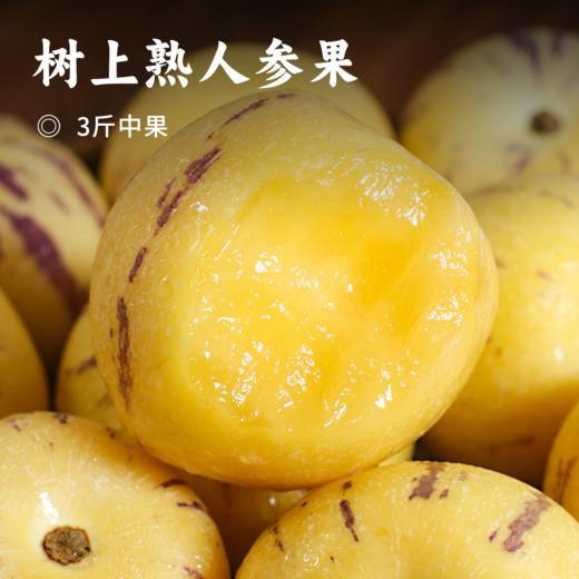 树上熟人参果 | 云南高山露天种植 饱满无核 清甜爆汁 有淡淡青草+花果+奶香 果香馥郁 物理驱虫 坚持树上自然熟 商品图0