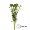 配花 | 夕雾绿色 商品缩略图1