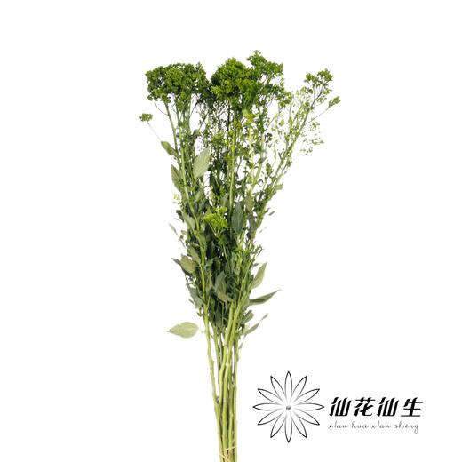 配花 | 夕雾绿色 商品图1