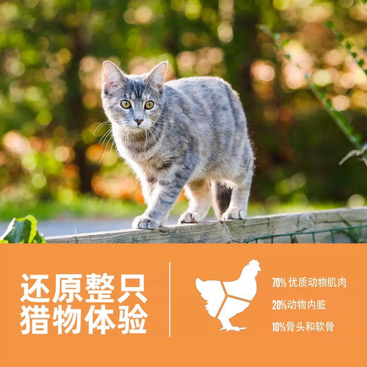 Orijen渴望猫粮鸡肉全阶段猫粮  六种鱼猫粮 无谷配方 （预售三天） 商品图3
