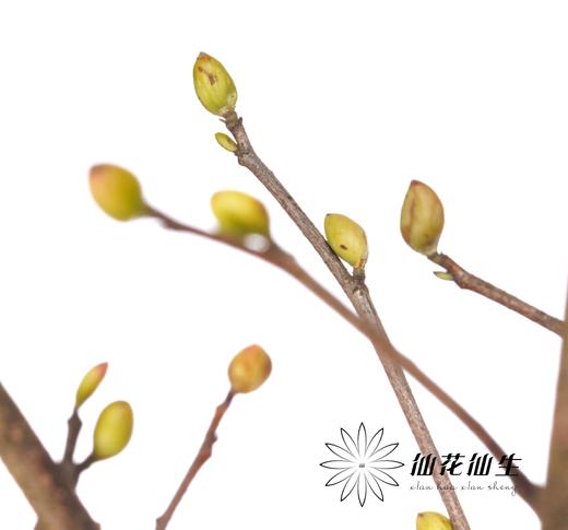 配花 | 耳坠花 商品图0