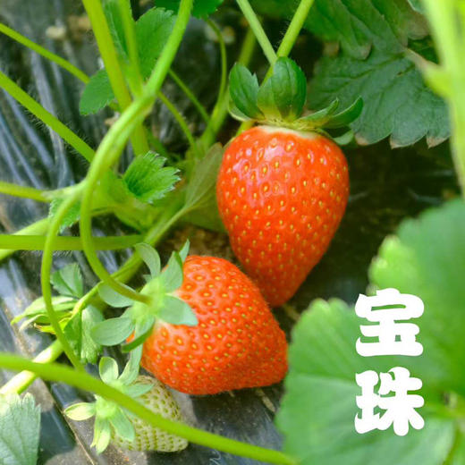 【48小时发货，产品成熟度高】基地直发 | 生态黑珍珠草莓 | 北京（买黑珍珠草莓送宝珠草莓） 商品图4