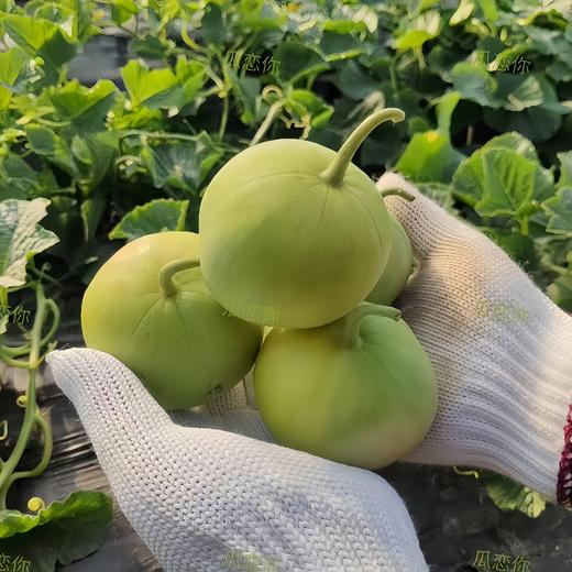 蜜宝小甜瓜 3.5斤 商品图1